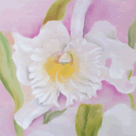 Cattylea Orchid - Pastel on Paper